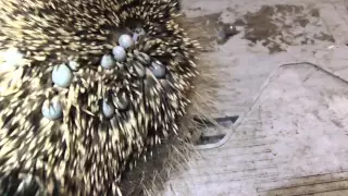 Animals Baby Hedgehog covered in ticks  2sep15 Cambridge UK 856pm