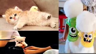 TIK TOK VIRAL VIDEOS cute Pomeranian puppy Video Cute Puppies ||Try Not To Laugh