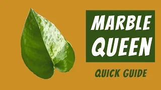 Marble Queen Pothos Care Guide | Epipremnum Aureum 101 | Light, Water, Soil & More