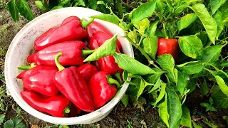 🌶️🌶️ЧЕГО НЕ ХВАТАЕТ ПЕРЦАМ. КАК ОПРЕДЕЛИТЬ ПО ЛИСТЬЯМ