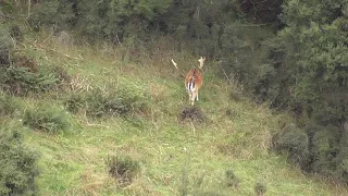 Huge Fallow Buck hunt with Jim Gibson & New Zealand Safaris