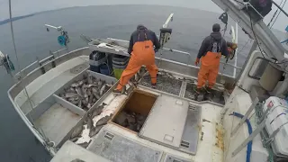 Jigging Rockfish in Kodiak