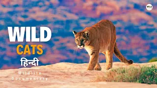 Wild Cats, America [2024] हिन्दी डॉक्यूमेंट्री | Wildlife documentary in Hindi