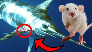 How to Rig a ✨RAT✨ for SWORDFISH | Triple Digit Sword Catch & Clean