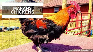 Black Copper Marans Chickens