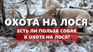 ОХОТА НА ЛОСЯ. Выбор собак для охоты на ЛОСЯ