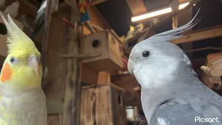 Curious Cockatiels, happy cockatiels….