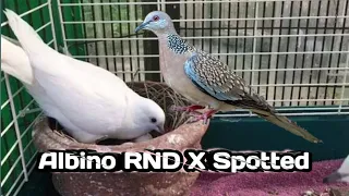 RING NECK DOVE ALBINO X SPOTTED DOVE HYBRID #BIRD #IBUNANNIED