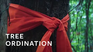 The Buddhist Way of Protecting the Forest | Tree Ordination