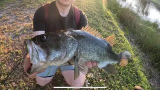 Big spring time bass on frogs