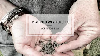 How to Plant Cosmos From Seeds