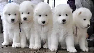 Pomeranian Puppies Cute dogs and Funny Dogs Videos for animal lover