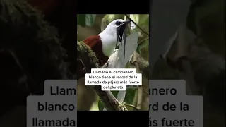 Este Es El Pájaro Más Ruidoso Del Mundo