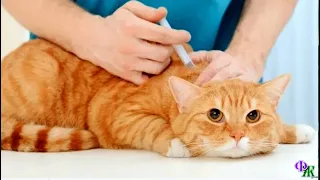 Кошку привезли на усыпление. Ветеринар отказался делать смертельный укол, а хозяев просто выгнал…
