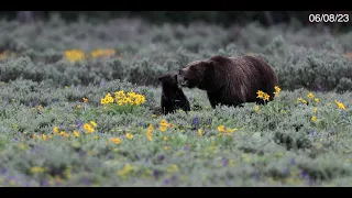 Grizzly Bear 399 and COY come out of hibernation on May 16  BEST  4K Jackson Hole/Tetons/Yellowstone