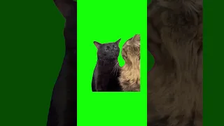 Black Cat Zoning Out | Green Screen