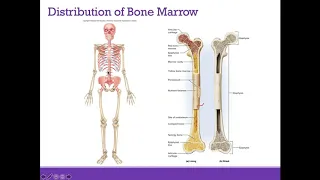 AP1 Online | Chapter 7: Bone Tissue