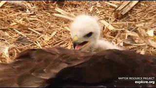 Decorah North ~ Touching Moments Of Mr North Brooding The Hawklet! Closeups On The Nest! 5.14.21