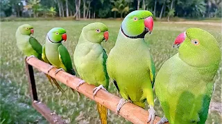 Parrot Sounds | Parrot Talking | Parrot Voice
