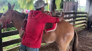 MULA NA TRAIA, AMANSANDO🐎