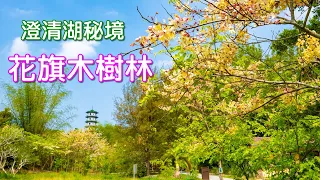 澄清湖|花旗木|生態池秘境|4K|中興塔|2022 04 12