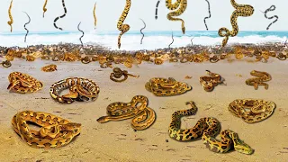 SNAKE Rain is Common and This Natural Phenomenon Proves it