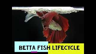 a lifecycle of a betta fish