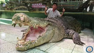 Les 10 Plus Gros Crocodiles du Monde!