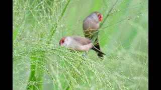 早安  橫斑梅花雀