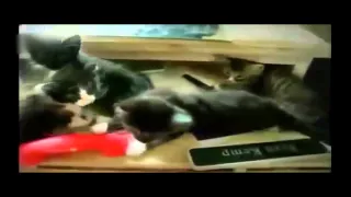 пора просыпаться !!! Смешные животные! Приколы! Смешные коты! / Funny animals! Fun! Funny Cats!