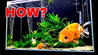 💚 PLANTED GOLDFISH AQUARIUM /// HOW IS IT SO CLEAN???