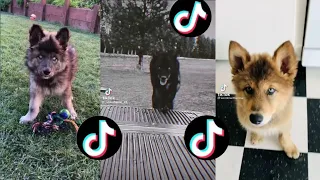 AMAZING WOLF TIKTOK COMPILATION