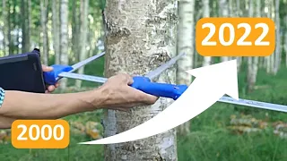 How to grow veneer logs in 22 years