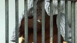 Vets fight to save orangutans