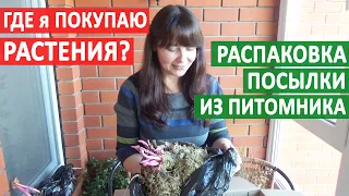 Где я покупаю РАСТЕНИЯ для САДА? Посылка из Интернет - магазина ПИТОМНИКА "Дельфиниум.ру". СМОТРИМ!