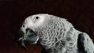 Говорящий попугай Рико говорит с хозяином 10.01.2023