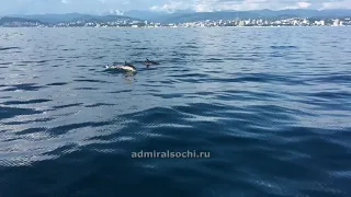 Дельфины в Сочи - прогулка с дельфинами в Сочи на яхте в море