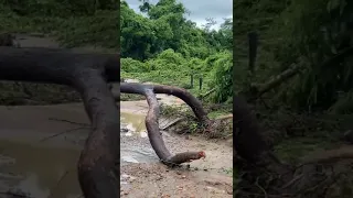 ponte de 50 anos do sítio novo, onde Zezé de camargo nasceu...CAIU😱