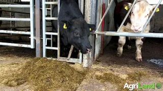 Beef Focus: Sourcing and handling AI bulls at Coney Island Genetics