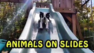 The Best Of Animals Playing on Slides [NEW]