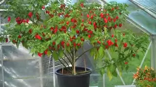 How many chillies on this Dorset Naga