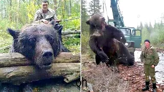 the biggest bear ever in the world