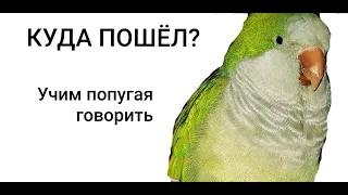 КУДА ПОШЁЛ? УЧИМ ПОПУГАЯ ГОВОРИТЬ.  УРОК ДЛЯ ПОПУГАЯ.