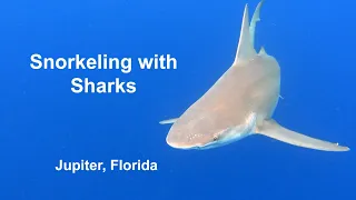 Snorkeling with Sharks - Jupiter, FL