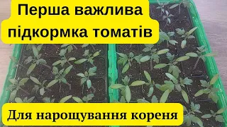 Не пропустіть першу важливу підкормку розсади томатів для нарощування кореневої системи