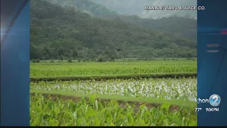 Flash flood warning means evacuations for taro farmers