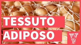 Tessuto adiposo: dalla fisiologia al dimagrimento