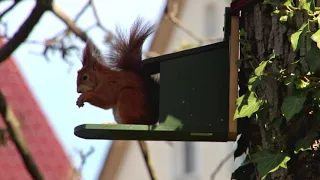 Eichhörnchen am Futterhaus