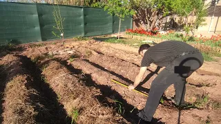Plantacion de tomateras