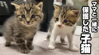 野良の子猫と母猫を一緒に保護したら、母猫のまさかの行動にビックリ！！